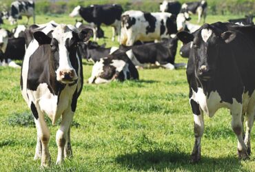 cows kossor unsplash